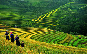 Vietnam Hight